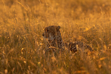 A backlit image of a Cheetah in golden light at Masai Mara, Kenya