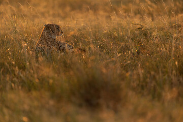 Obraz premium A backlit image of a Cheetah resting in golden grass at Masai Mara, Kenya