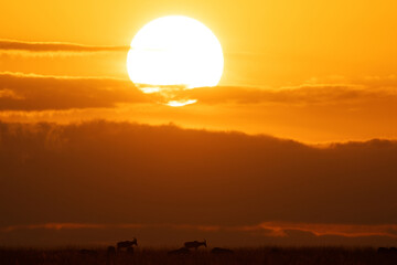 Silhouette of of Topi during sunrise at Masai Mara, Kenya