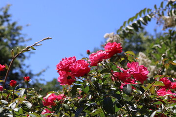 A pink rosebush illuminated by the summer sun in a garden.