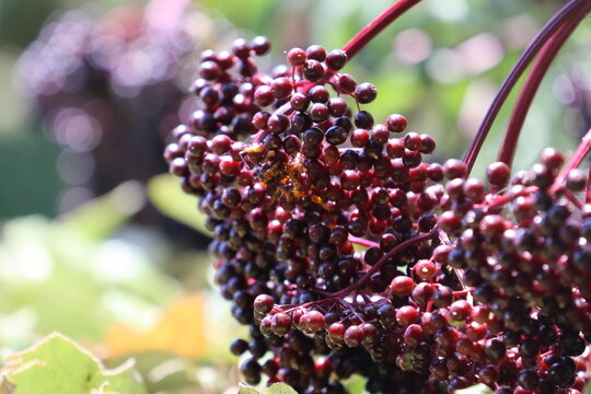 Vibrant elderberry growing in the summer sun.