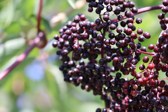 Vibrant elderberry growing in the summer sun.