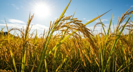 Golden rice stalks under a bright sun in a field