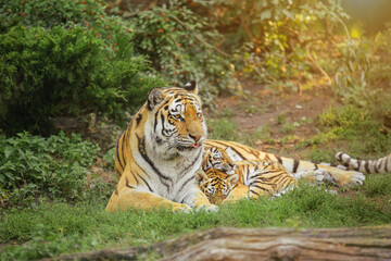 tigress lies with two cubs on the grass in the sun, family, mother's affection, animal life in the wild, Amur tiger, Panthera tigris altaica. Environmental protection