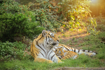 tigress lies with her cub in the sun's rays, life of animals in the wild, Amur tiger, Panthera tigris altaica. Environmental conservation.