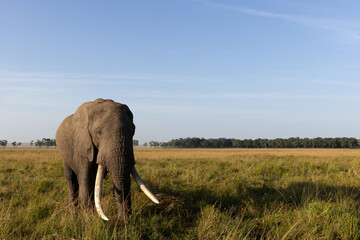 Closeup of a majestic tusker grazing in Savannah, Masai Mara
