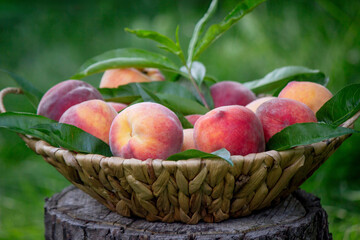 fresh ripe peaches on a stump against a garden background