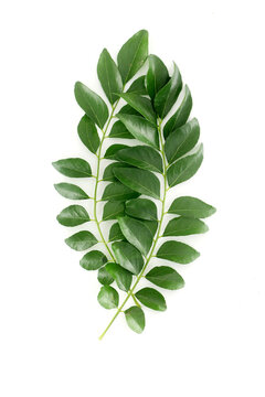 Fresh muraya koningii (sweet neem) pinnates on white background