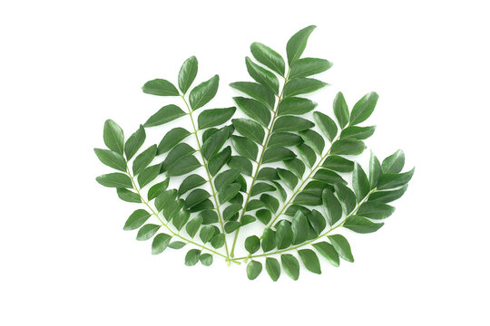 Fresh muraya koningii (sweet neem) pinnates on white background