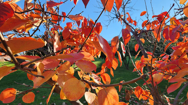 Autumn colored tree leaves falling on green grass in autumn - Powered by Adobe