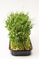 Fresh pea microgreen sprouts isolated on a white background.