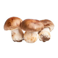 hree brown mushrooms isolated on a white background, 