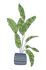 Banana palm houseplant in decorative pot. Tropical plant for room decor isolated on white background. Flat vector using outline. Hand drawn.