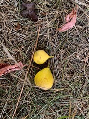 Two yellow pears lie on dry grass. Photo from above. Autumn wild fruits.