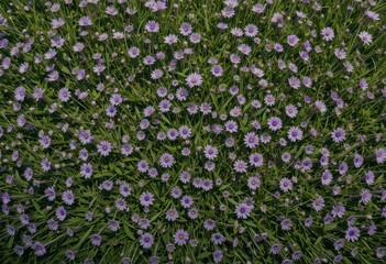Fototapeta premium Blooming wildflowers open meadow nature photography vibrant colors aerial view serene landscape for nature enthusiasts