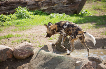 African wild dog on a hot summer day , Lycaon pictus, painted dog, Cape hunting dog, animal in its natural habitat
