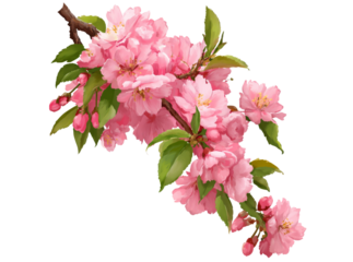 Delicate pink blossoms branch spring floral art, Isolated On White, Png Transparent