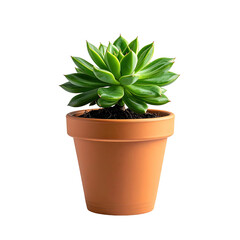 Succulent in terracotta pot, vibrant green leaves, dark background