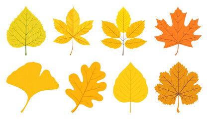 Fototapeta premium PNG Colorful autumn leaves illustration, element set on transparent background
