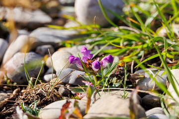 Purple flower of common toadflax Germany, Augsburg, Haunstetten, 15 September 2025