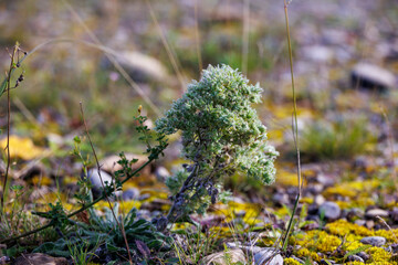 Wild plant with green foliage in meadow Germany, Augsburg, Haunstetten, 15 September 2025