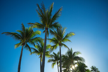 Palm background. Summer paradise concept. Green jungle. Tropical background. Exotic summer vibes. Palm wallpaper. Palm leaves in sunlight. Tropical design pattern. Bali summer. Tropical design.