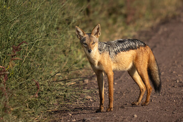 Black backed jackal looking for a meal