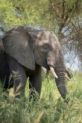 Obraz premium Profile of a bull elephant in the bush