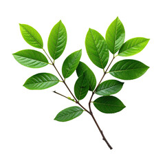 Fototapeta premium Two branches of vibrant green leaves