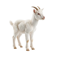 Obraz premium Elegant pristine young goat in poised stance against a stark dark background