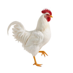 Fototapeta premium Isolated white rooster with crimson comb, graceful poultry on contrasting backdrop