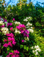 Fototapeta premium Vibrant bougainvillea flowers