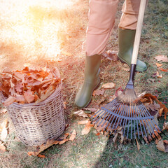 Woman in work overalls cleaning the garden during autumn, raking fallen leaves on sunny day. Seasonal concept of outdoor cleaning, gardening and autumn lifestyle activities.