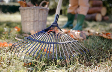 Woman in work overalls cleaning the garden during autumn, raking fallen leaves on sunny day. Seasonal concept of outdoor cleaning, gardening and autumn lifestyle activities.