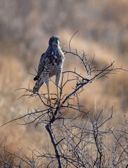 Gabar Goshawk on a dry tree branch in the Savannah at Samburu national park in Kenya
