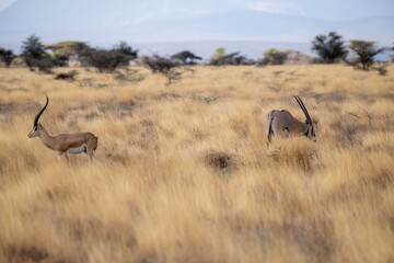 Grant's Gazelle in the dry Savannah at the Samburu National park in Kenya