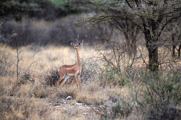 Naklejka premium Giraffe gazelle standing in the bushes of the Samburu National park in Kenya