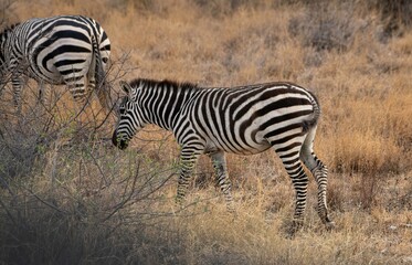 Obraz premium Grevy's Zebra walking in the Savannah at the Samburu national park in Kenya