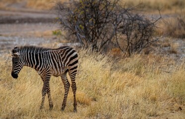 Grevy's Zebra walking in the Savannah at the Samburu national park in Kenya