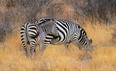 Grevy's Zebra walking in the Savannah at the Samburu national park in Kenya