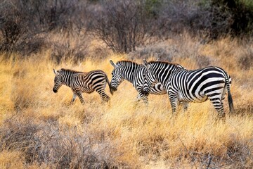 Grevy's Zebra walking in the Savannah at the Samburu national park in Kenya