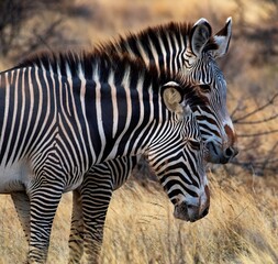 Grevy's Zebra walking in the Savannah at the Samburu national park in Kenya