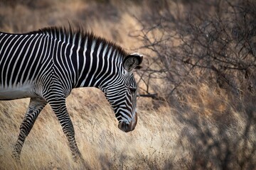Grevy's Zebra walking in the Savannah at the Samburu national park in Kenya