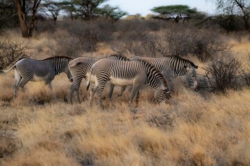 Grevy's Zebra walking in the Savannah at the Samburu national park in Kenya