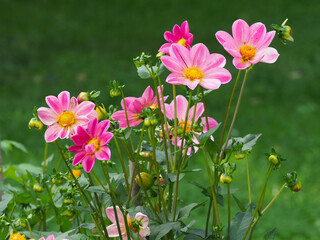 Rosa blühende Dahlien im Blumenbeet