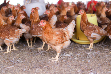 A lot of brown chicken in chicken farm