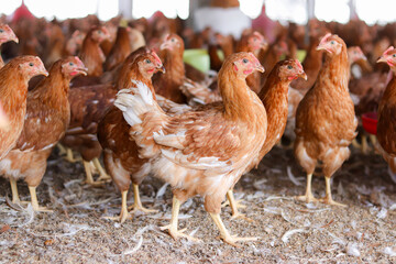 A lot of brown chicken in chicken farm