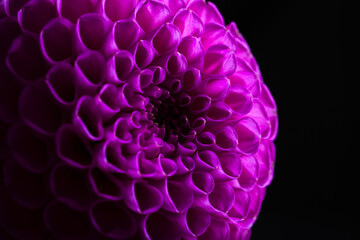 Dahlia flower close-up on a dark background