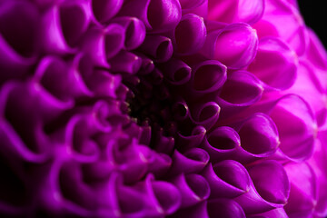 Dahlia flower close-up on a dark background