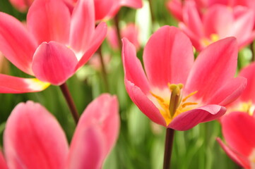 Colourful spring flowers in Holland, Netherlands